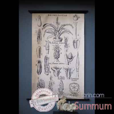 Planche botanique 1905 Objet de Curiosite -TA088