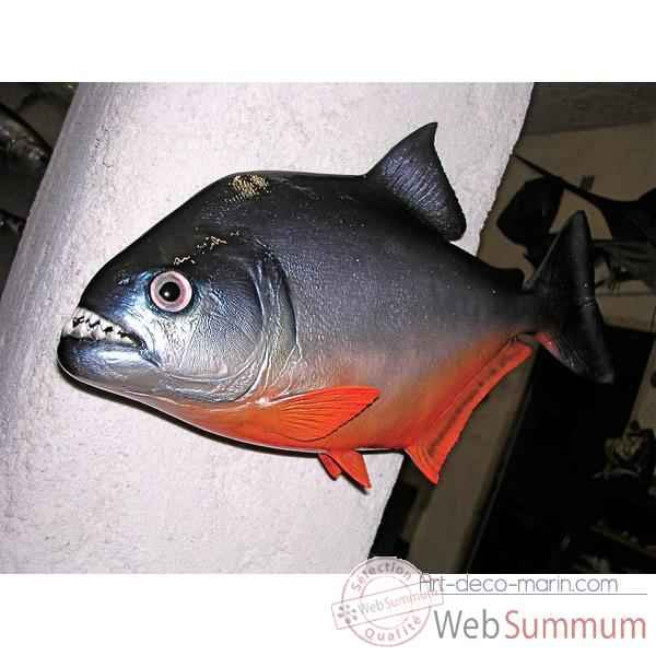 Trophée poisson d\\\'eau douce tropicale Cap Vert Piranha -TRDF21