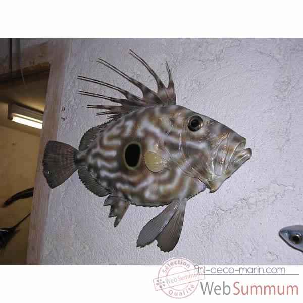 Trophee poisson des mers atlantique mediterranee et nord Cap Vert Saint-Pierre -TR045