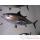 Trophée poisson des mers atlantique méditerranée et nord Cap Vert Thon rouge -TR050