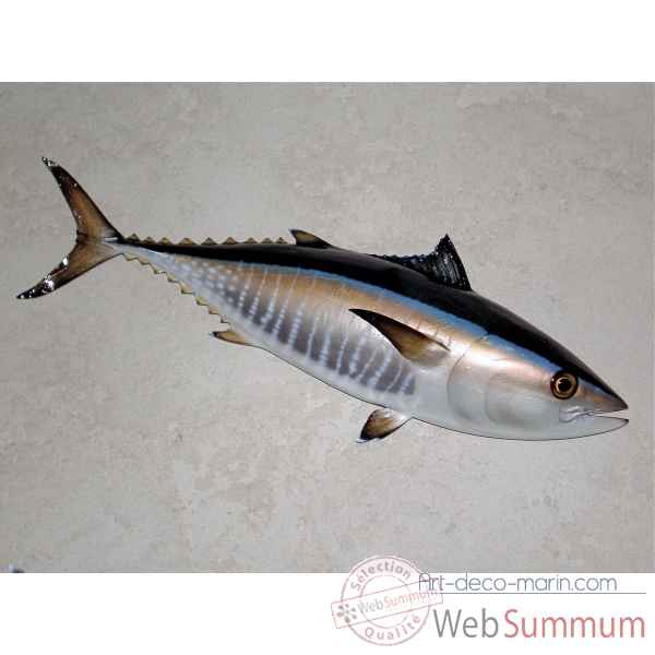 Trophée poisson des mers atlantique méditerranée et nord Cap Vert Thon rouge -TRDF49