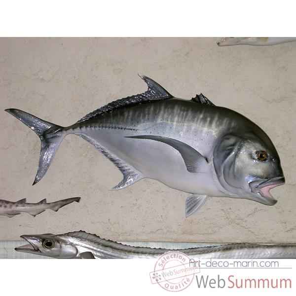 Trophée poisson des mers tropicales Cap Vert Carangue ignobilis -TR051