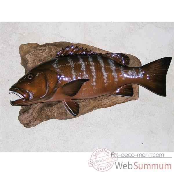 Trophée poisson des mers tropicales Cap Vert Carpe rouge -TR052