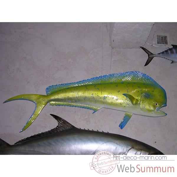 Trophée poisson des mers tropicales Cap Vert Coryphène -TR055