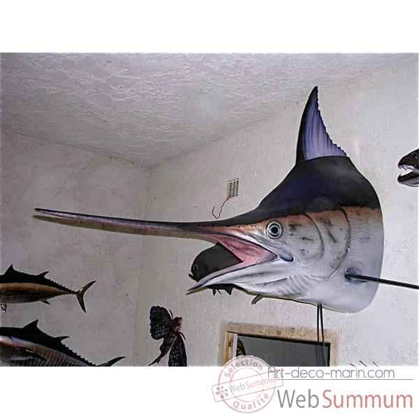 Trophee poisson des mers tropicales Cap Vert Marlin noir tete -TR064